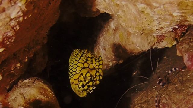 Pineapple Fish