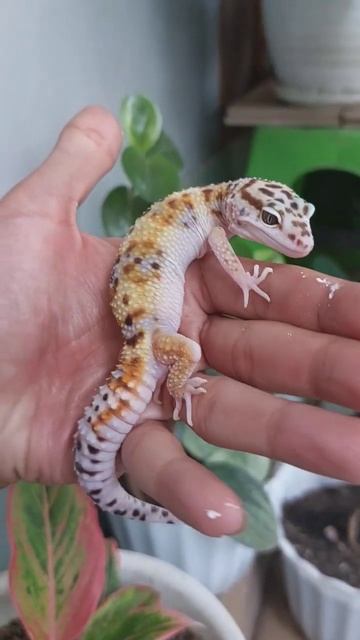 white and yellow .... #wygecko #gecko #leopartgecko #reptile #reptiles #dhgecko #pets