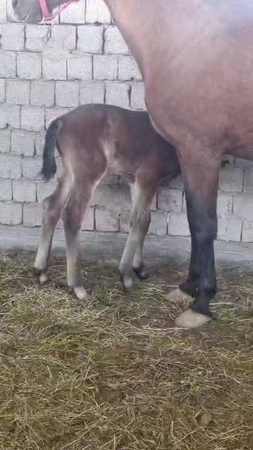 Радость от ученика Horse Familу из Узбекистана.Поздравляем  Санжара с прибавлением !