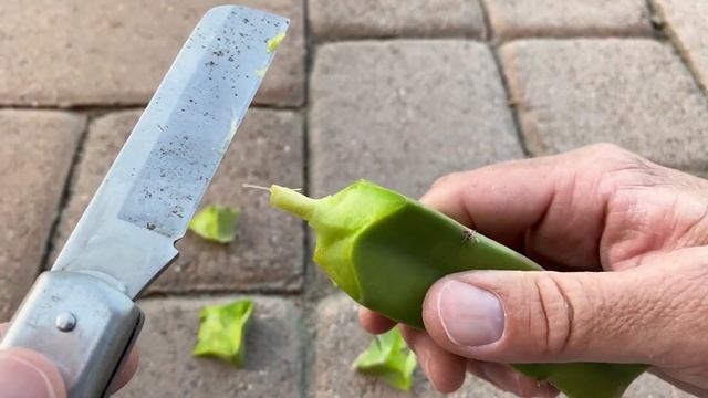 PROPAGATING BLACK DRAGON FRUIT /  FLESH to STEM CUT / Growth medium