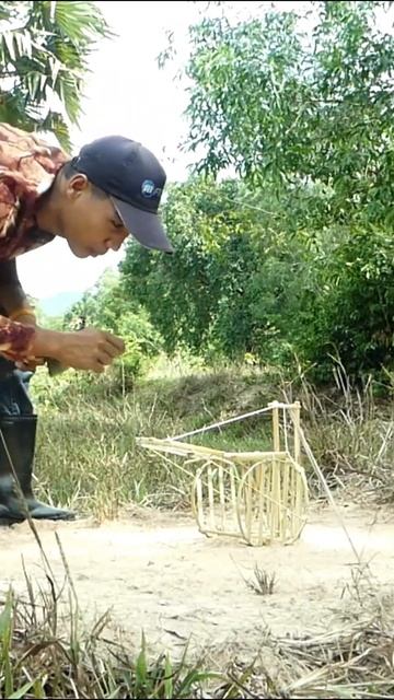 Bamboo Traps Catch Pigeons Quickly #shorts
