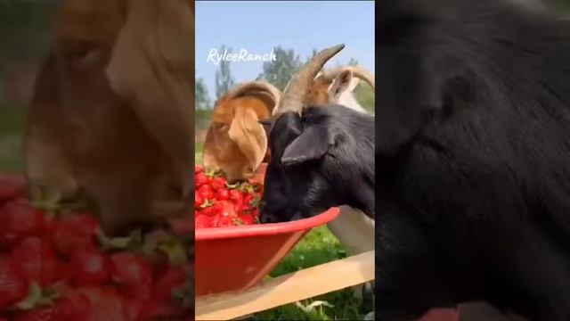 Самая красивая, самая вкусная, клубника, ягода, земляничка #shortssuper