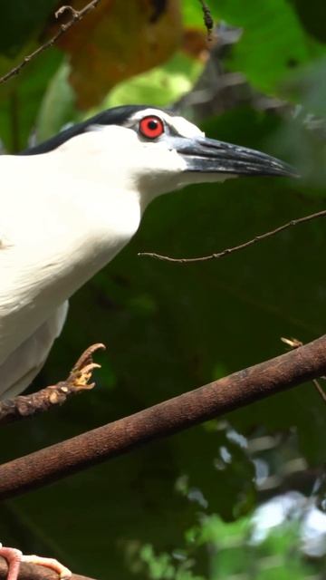 Black Crowned Night Heron in the wilderness #shorts #wildlife