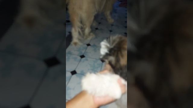 MAAGANG KULITAN CHLOE/MIRA