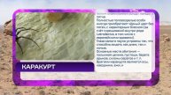 02 Каракурт