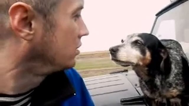 Накуренная собака