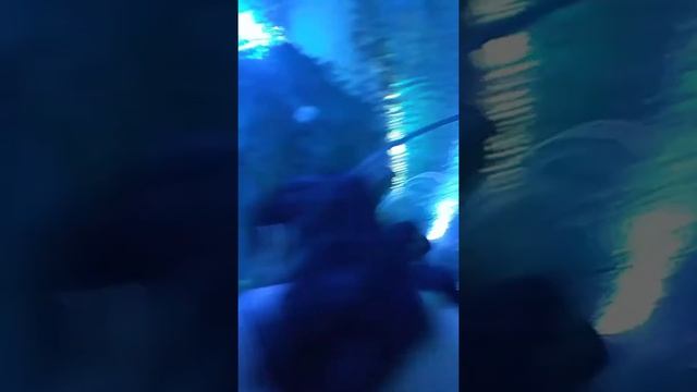 Aquaria kl