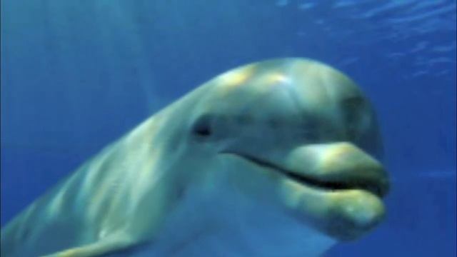 Dolphin Sounds Meditation
