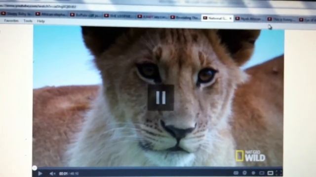 Cheetah Pan: Chief Watson Leopard