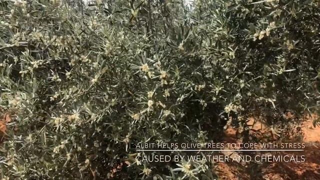 Olive Groves In Spain - How To Increase Yielding And Fight Stresses