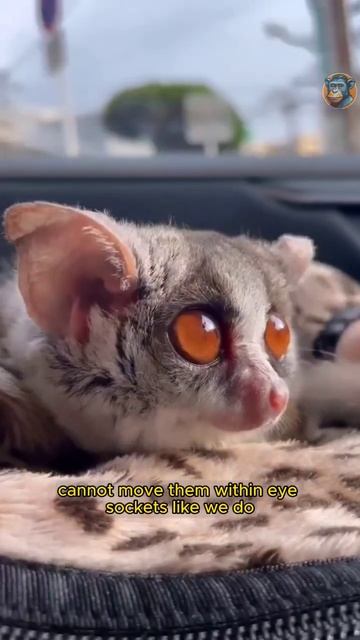 Galago,Bush babies,bushbaby or night monkey sweet pet animal #galago #bushbaby #animals #short