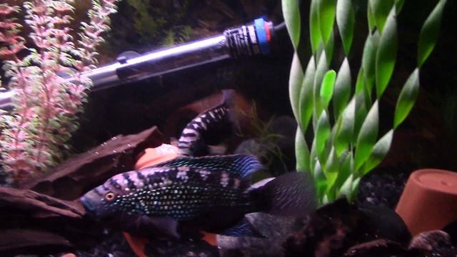 Jack Dempsey With Unfertilized Eggs !!!