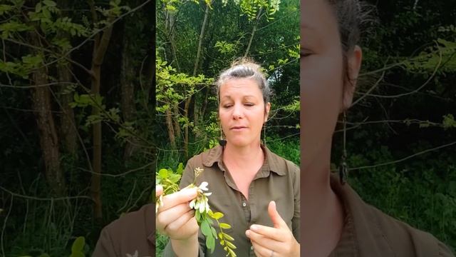 🌿Le Robinier faux acacias🌿 et ses délicieux beignets 😋