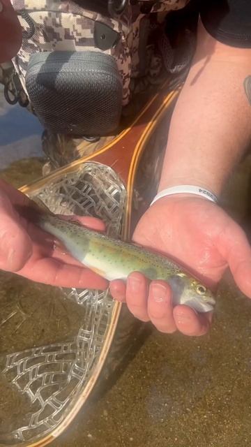 Your Trout if.... let's keep life on the fly!