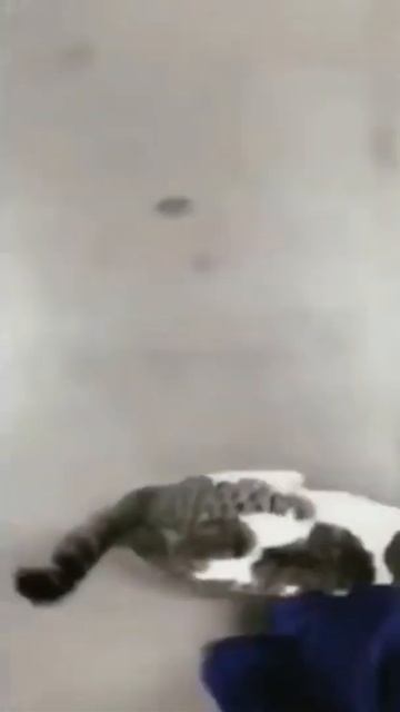 Не может быть!!! Кот бросается под ноги!!!