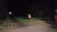 Shy Fox