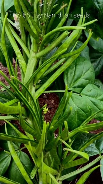 Cluster Beans by Namdhari seeds@Agri Magic India!