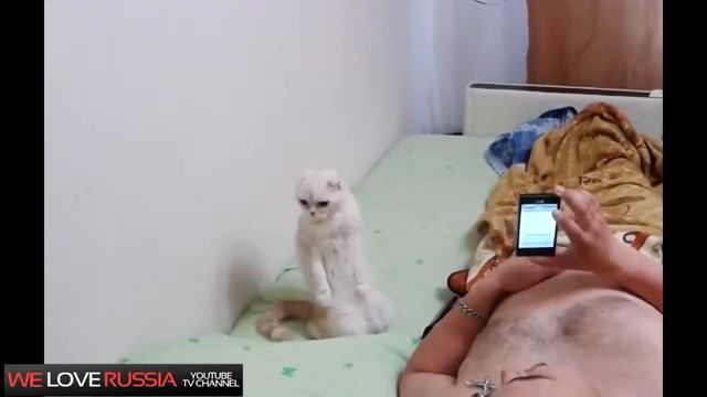Приколы 2014
