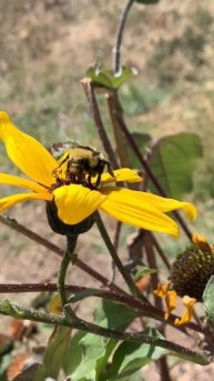 Bee being busy • Hunt’s Bumblebee 🐝 #naturevideo #bee #insects #nature #relaxation #flower