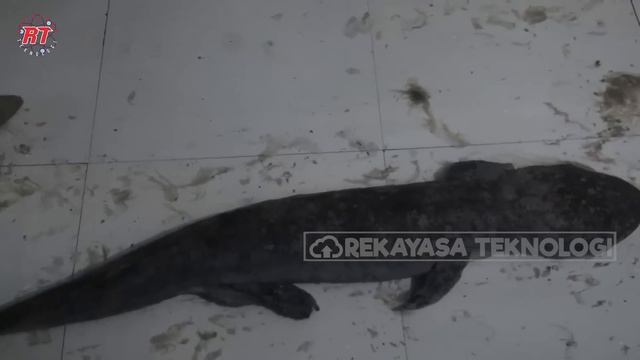 GILA! HANYA CHINA YANG MAMPU MEMBUDIDAYKAN SALAMANDER RAKSASA  PETERNAKAN MODERN UNIK CHINA