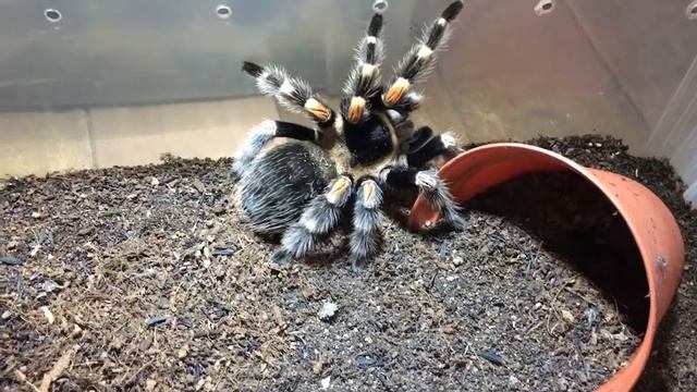 Tarantula Feeding Video #7