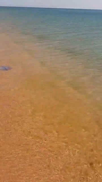 Анапа/Море/Медузы/Дельфины.