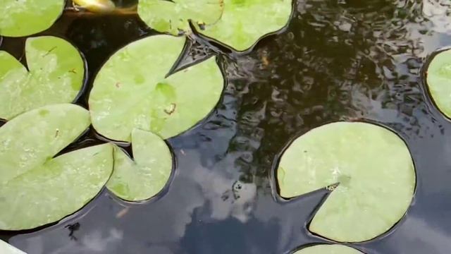 Лайфхак как разводить рыбок в летнем прудике