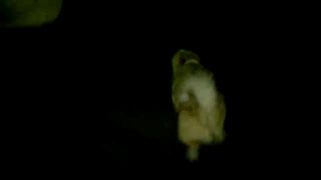 Ночний репортаж (Льоша Катя Арьол і Ворона)