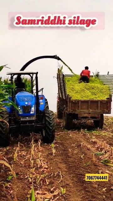 #cornsilage #silagemaking #साइलेज #dairyfarming #dairyfarm #agriculture #buffalo #modi #cattlefeed