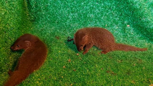 Skar go | mongoose eat  Cricket | Too cute animals food eating ASMR