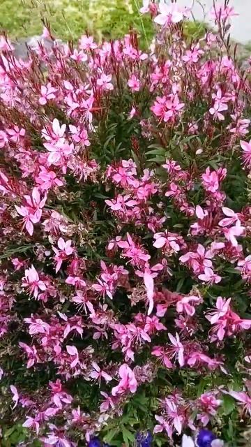 ガウラ　リリポップピンク＃ハクチョウソウ＃shorts＃ガーデニング＃園芸＃植物＃宿根草＃PW＃Gaura lindheimeri