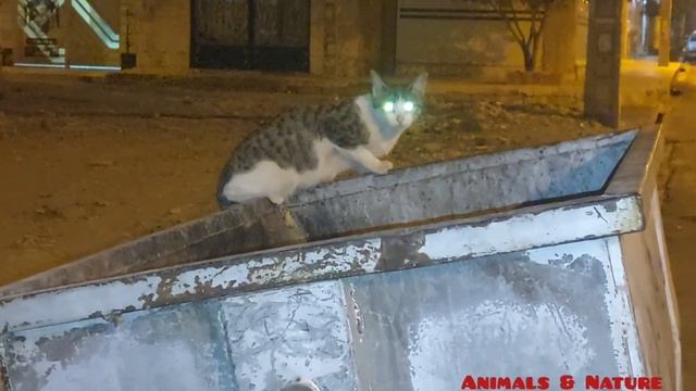 #cat #stray cat #domestic cat #kitten