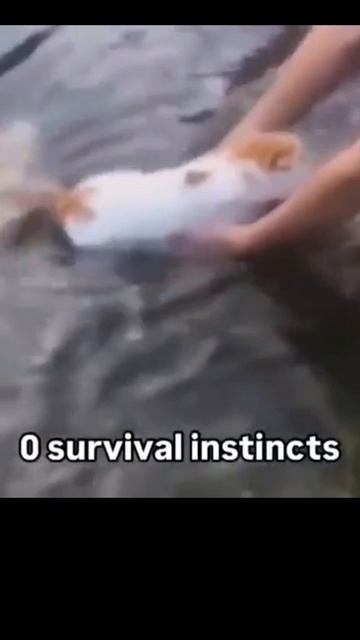 Memes From Internet Part 410