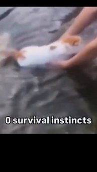 Memes From Internet Part 410