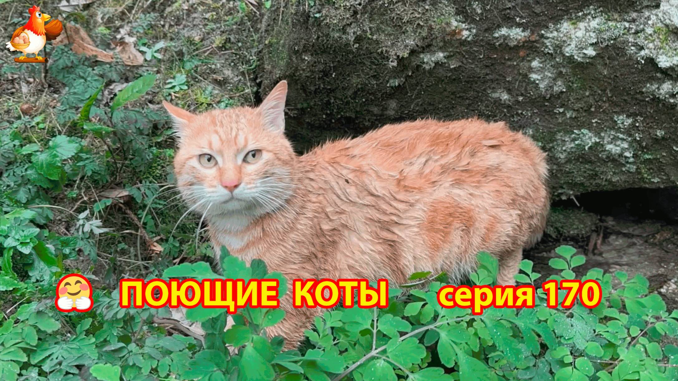 Крутые коты у птичьего двора серия (170) 🐈🐈😹 Природа Абхазии и подворье с птицами и животными ❣