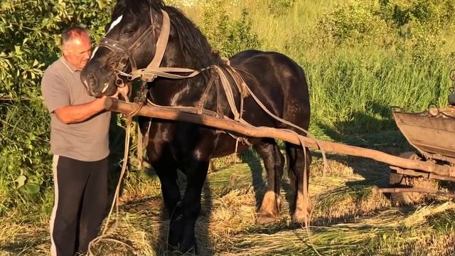Коні Ваговози.Жеребець Рубін.Жеребець на Паровку.Armasar Sange Rece Unguresc🔥🔥🔥🐴🐴🐴🐎🐎🐎