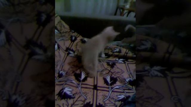 Котята играют