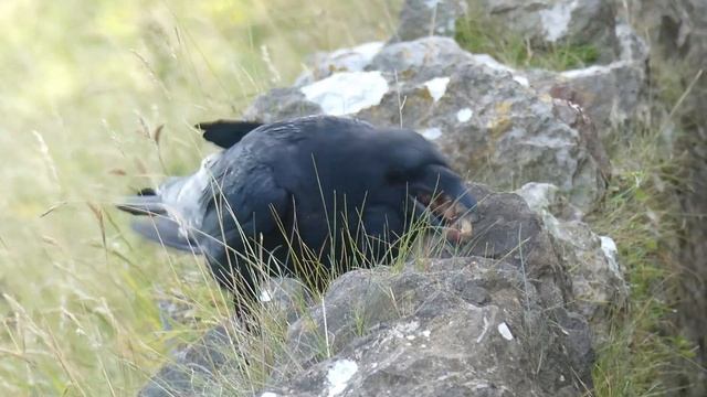 Saturday afternoon seals - 27th July 2024
