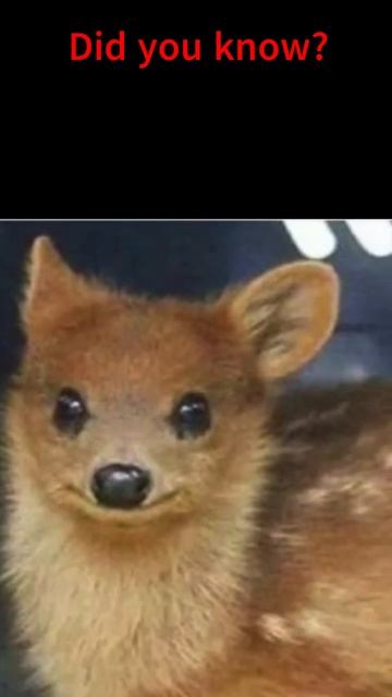 The Pudu | #shorts #youtubeshorts #shortvideo #shortsvideo #short #shortfeed