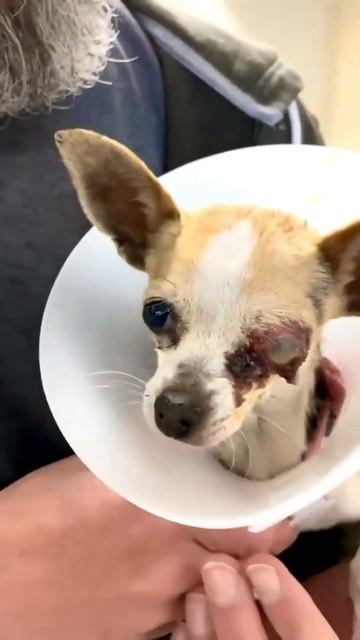 Eye Bulging Due To Infection Eventually Ruptures Leaving Pup Requiring Surgery