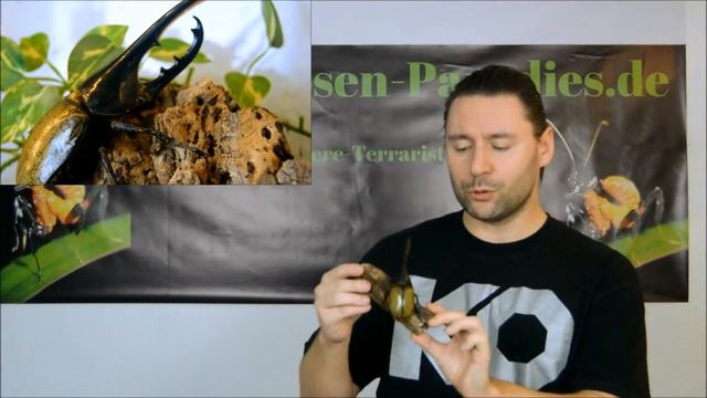 Dynastes Hercules Hercules zu Besuch