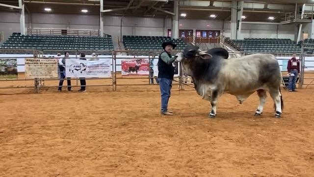 Brahman Gris V.s Brahman Rojo. ¿cuál Es Mejor?