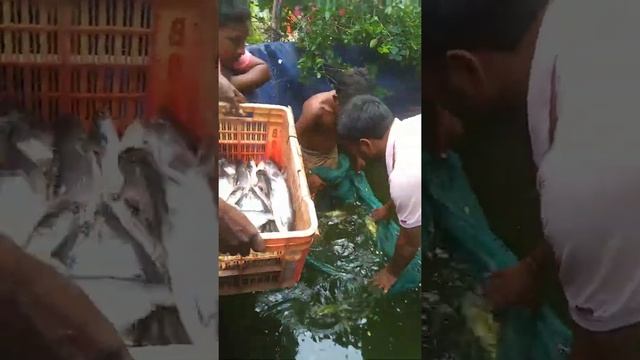 biofloc 10 k liter pangas harvesting