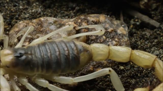 Tipos de Alacranes y sus características