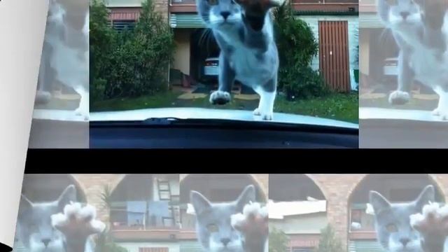 ТОП 10!!! Лучшие приколы с котами!!!