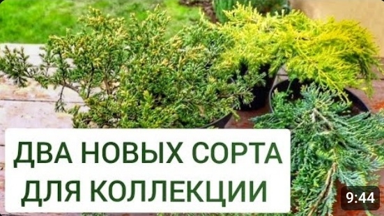 ДВА НОВЫХ СОРТА ДЛЯ КОЛЛЕКЦИИ 🌲МОЖЖЕВЕЛОВОГО САДА🌲. 24.04.2024г. БЕЛАРУСЬ, ГОМЕЛЬСКАЯ ОБЛАСТЬ