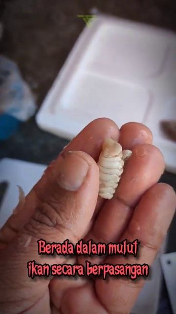 Kutu lidah ikan - Tongue eating louse
