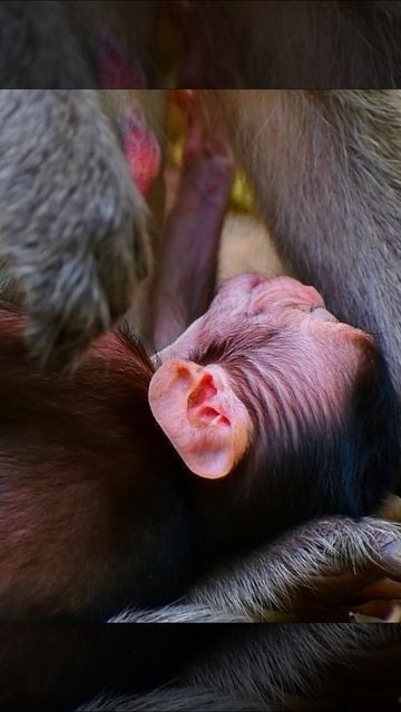 Lovable newly baby monkey sleeping #monkey