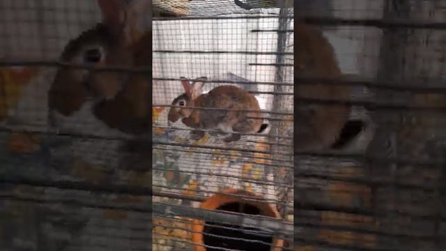Rabbit Farm in the middle of Hyderabad (Rabbit Bunnies & Rabbit Breeders)