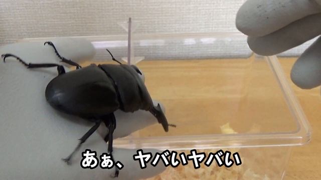 【ブリード】世界最大級のヒラタクワガタ　パラワンオオヒラタのブリード【Dorcus titanus palawanicus breed】